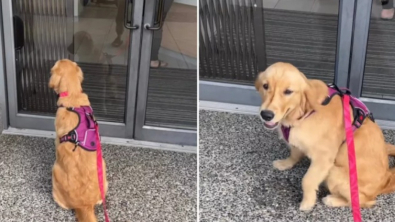 Illustration : "Contrairement à ces congénères, cette Golden Retriever adore rendre visite à son vétérinaire "