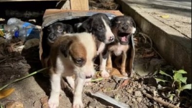 Illustration : "Mauvaise nouvelle pour ces bénévoles qui entendent les pleurs de chiots en provenance d’une poubelle "