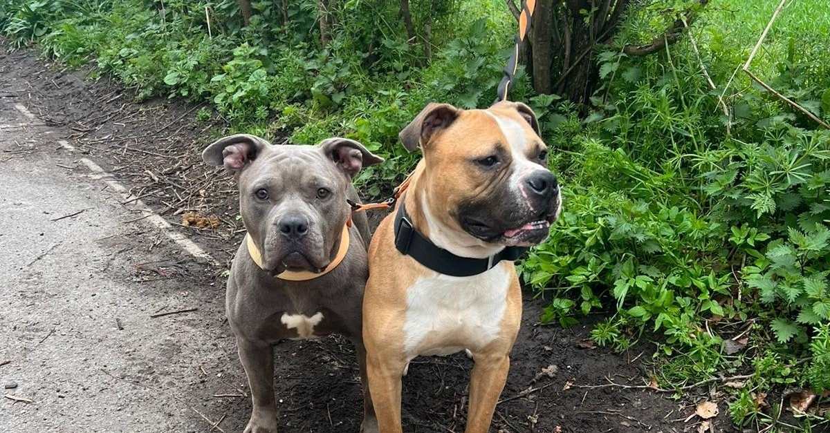 Le Parcours Chaotique De 2 Chiens Retrouvés Attachés à Un Arbre Près D ...