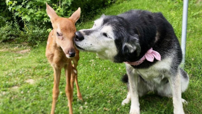 Illustration : "Un chien se lie d’amitié avec un faon orphelin trouvé sur la propriété de son maître (vidéo)"