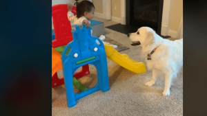 Illustration : "Ce chien protecteur veillant à la sécurité d’une petite fille pendant sa séance de toboggan attendrit les internautes (vidéo)"