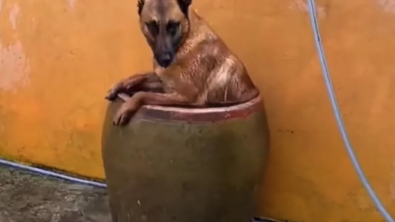 Illustration : "La canicule n’est pas un problème pour ce Berger Belge Malinois astucieux qui trouve une solution originale"