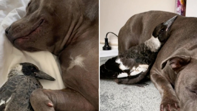 Illustration : "Cette chienne devient la mère de substitution d’une pie et se met à produire du lait pour la nourrir  "