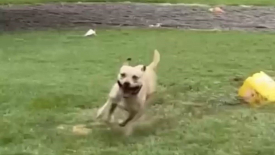 Illustration : "Fou de joie de sortir du refuge, ce chien exprime son bonheur en dansant sous la pluie (vidéo)"