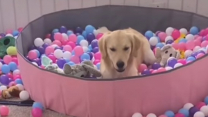 Illustration : "Plonger dans une piscine à balle : voilà la définition du bonheur pour cette chienne Golden Retriever "