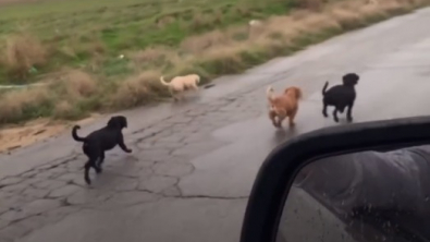 Illustration : "6 chiots en cavale dans une zone désertique ont pu trouver une aide salvatrice, grâce à un bon samaritain (vidéo)"