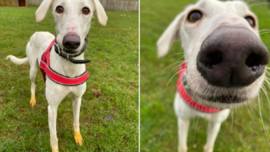 Illustration : "Découvrez Marigold, la chienne Lurcher, dont les pattes arborent une mystérieuse couleur jaune"