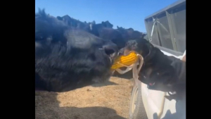 Illustration : "Ce petit Teckel tenace ne se laisse pas impressionner par la vache qui veut lui voler son goûter (vidéo)"