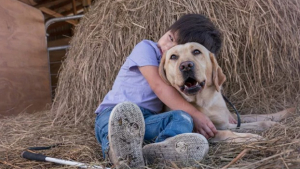 Illustration : "Voici Merlot, un Labrador Retriever qui accompagne un petit garçon aveugle et autiste "