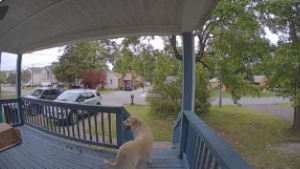 Illustration : "La chance sourit enfin à ce Labrador errant qui frappe à la bonne porte pour demander de l’aide"