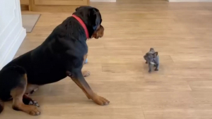 Illustration : "Terrifié lors de leur première rencontre, ce gentil Rottweiler se lie rapidement d’amitié avec sa minuscule petite sœur (vidéo)"