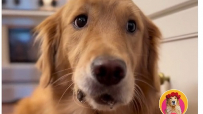 Illustration : "Sunday, un Golden Retriever croque dans une pomme et ne s’attendait pas à ce goût croquant "