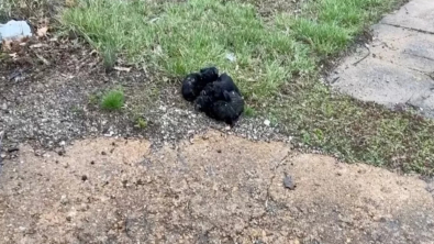 Illustration : Une conductrice de bus scolaire fait une découverte déchirante et sauve la vie de 6 chiots abandonnés sous la pluie