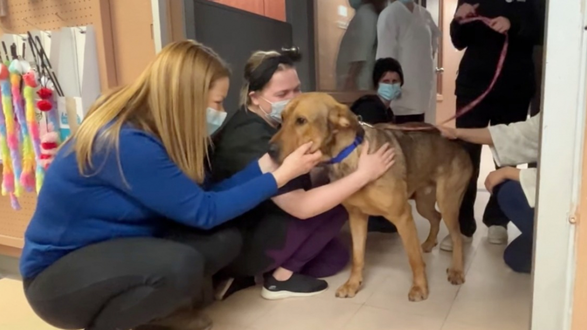 Une haie d’honneur pour Jax, la mascotte du refuge qui trouve enfin un ...