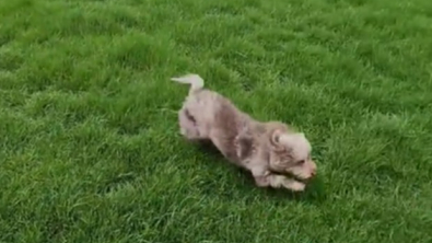 Illustration : "L’émouvante réaction de Koda, le mini Labradoodle qui peut enfin profiter de son propre jardin (vidéo)"