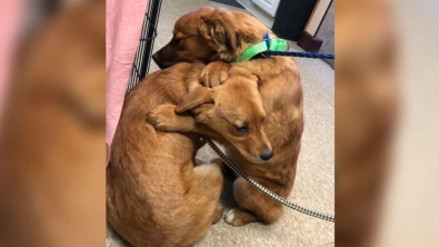 Illustration : "N’ayant jamais été sociabilisés, ces chiots, effrayés par l’Homme, semblent se consoler en se faisant un câlin "