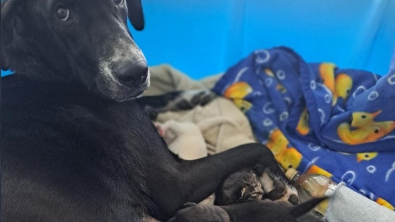 Illustration : "Une chienne donne naissance à 10 chiots, les bénévoles lui confient un onzième petit, un peu différent"