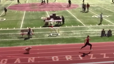 Illustration : "Lors d’une compétition d’athlétisme, une chienne échappe à la surveillance de ses maîtres pour participer à la course de relais (vidéo)"