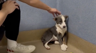 Illustration : "Grâce à l’amour de sa nouvelle famille, cette petite chienne parvient à surmonter un profond traumatisme (vidéo)"