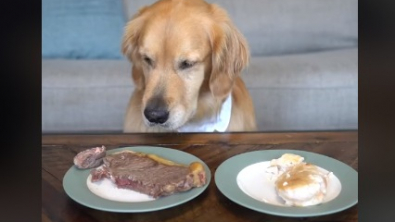 Illustration : "L’incroyable maîtrise de soi d’Ellie, la Golden Retriever, devant résister à la gourmandise devant 2 pièces de viande alléchantes (vidéo)"