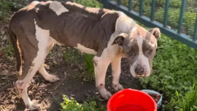 Illustration : "La touchante histoire d’Eden, la chienne Pitbull qui a été retrouvée abandonnée sous un arbre"