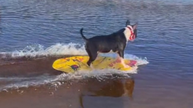 Illustration : "Le bonheur contagieux d'un Bull Terrier adepte du skimboard"