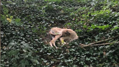 Illustration : "Abandonné en pleine forêt, ce Lurcher blessé a tout fait pour tenter de s’en sortir"