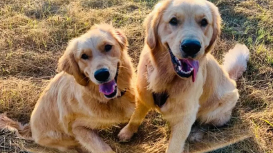 Illustration : "Charlee et Yuma, deux adorables Golden Retrievers, s’unissent pour surmonter la peur de l’eau"