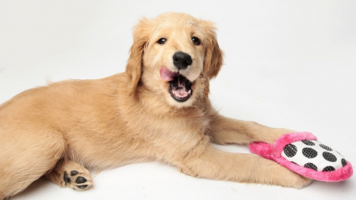 Illustration : "Quelle solution naturelle pour renforcer l'hygiène bucco-dentaire de votre chien ?"