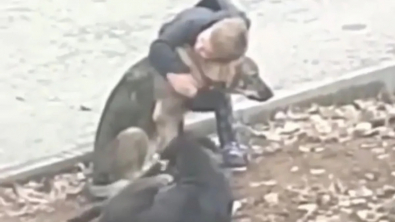 Illustration : "L’incroyable gentillesse d’un petit garçon qui prend le temps de câliner 2 chiens errants sur le chemin de l'école (vidéo)"