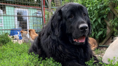 Illustration : Ce chien a voulu s’échapper d’une maison insalubre pour trouver un nouveau foyer