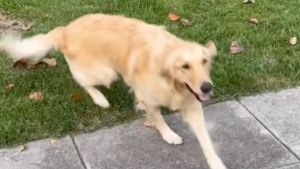 Illustration : "Cette chienne Golden Retriever découvre sa nouvelle maison et le jardin qui se trouve à l’arrière (vidéo)"