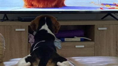 Illustration : "Quand Ollie le Beagle regarde son film préféré à la télévision (vidéo)"