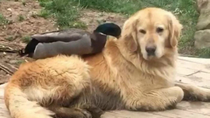 Illustration : "Un canard et un Golden Retriever deviennent des amis passionnés de baignade"