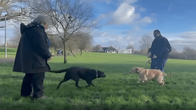 Illustration : "Les touchantes retrouvailles de 2 frères séparés l’un de l’autre depuis qu’ils sont devenus chiens guides d'aveugles (vidéo)"