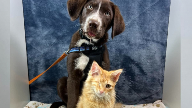 Illustration : "Une excellente nouvelle annoncée à propos du chiot et du chaton devenus amis après leur rencontre en soins intensifs"