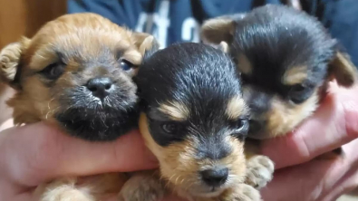 Illustration : "Identiques à la naissance, 3 chiots d'une même portée choquent leurs bienfaiteurs par leur évolution"