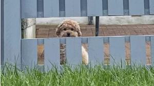 Illustration : "L’adorable passion de ce petit chien, qui adore par dessus tout regarder à travers la clôture de ses maîtres"