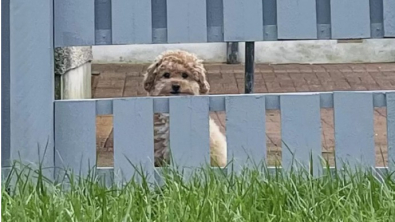 Illustration : L’adorable passion de ce petit chien, qui adore par dessus tout regarder à travers la clôture de ses maîtres