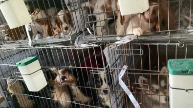 Illustration : Des douaniers découvrent 72 chiots dans un état déplorable, enfermés dans une camionnette 