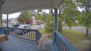 Illustration : "Après des jours d’errance, ce gentil Labrador peut remercier son instinct de l’avoir poussé à frapper à la bonne porte (vidéo)"