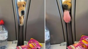 Illustration : "Lors d’un voyage en train, un Golden Retriever gourmand essaye de voler le repas d’un voyageur installé derrière lui"