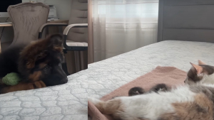 Illustration : "L'instant magique où un chiot Berger Allemand rencontre les chatons nouveau-nés de la famille et laisse libre cours à sa curiosité (vidéo)"