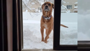 Illustration : "Après avoir échappé au pire, un chien né dans les îles découvre la neige pour la première fois (vidéo)"