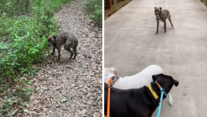 Illustration : "Une chienne abandonnée vient à la rencontre d'une famille au parc qu'elle décide de suivre et de ne plus quitter (vidéo)"