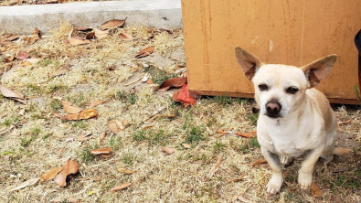 Illustration : Convaincu que ses maîtres vont revenir, un petit chien refuse de quitter l’endroit où il a été abandonné