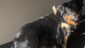 Illustration : "Voici Bear, le croisé Rottweiler à l’amusante passion pour les ascenseurs (vidéo)"