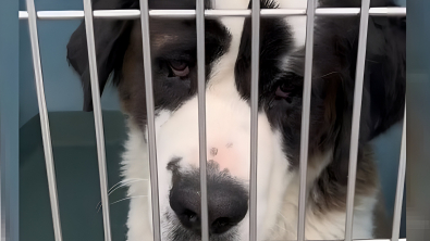 Illustration : "Une bénévole engagée lance un appel touchant pour aider une douce chienne Saint-Bernard à trouver la famille qu’elle mérite (vidéo)"