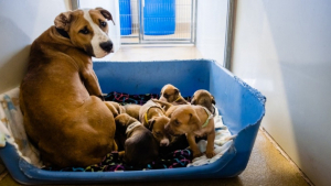 Illustration : "Un homme appelle les secours pour sauver une maman chien famélique et ses 7 chiots"