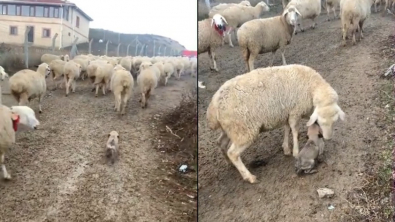 Illustration : "Ce chiot apprend les ficelles de son futur métier de berger au contact du troupeau qu'il sera un jour appelé à guider (vidéo)"